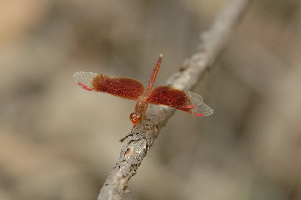 073 2007-12222600 Kakadu - Nourlangie Rock, NT.JPG - Painted Grasshawk (Neurothemis stigmatizans) Dragonfly. Nourlangie Rock, Kakadu National Park, 12-22-2007